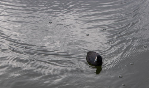 High angle view of duck swimming in lake