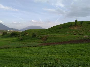 Scenic view of grassy field against sky