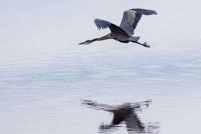 Bird flying over lake