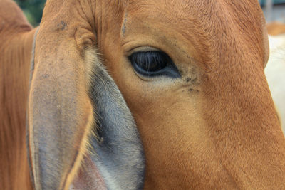 Close-up of a horse