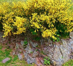 Yellow flowers growing on tree