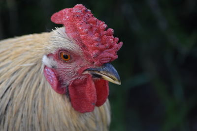 Close-up of chicken