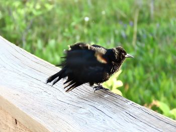 Black bird flying over wood