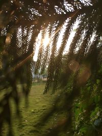 Close-up of sunlight falling on trees in forest