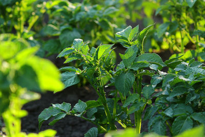 Potato field during potato flowering. agriculture, cultivation of natural food on an industrial