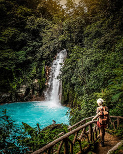 Scenic view of waterfall in forest