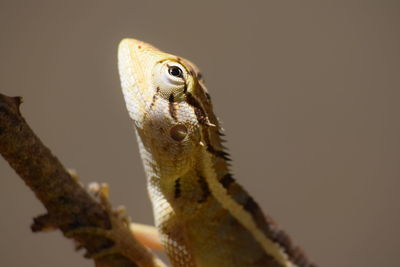 Close-up of lizard