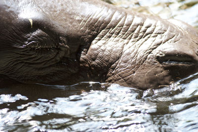 Close-up of turtle swimming in lake