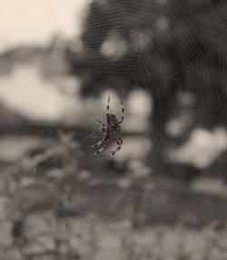 Close-up of spider web