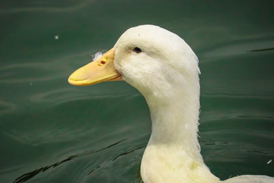 Close-up of duck swimming in lake