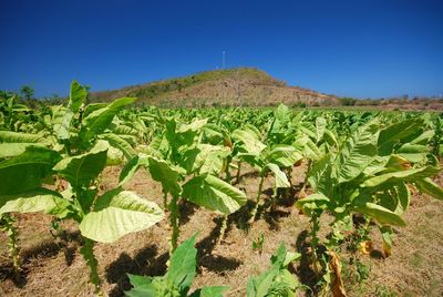 Plants growing on field against clear blue sky