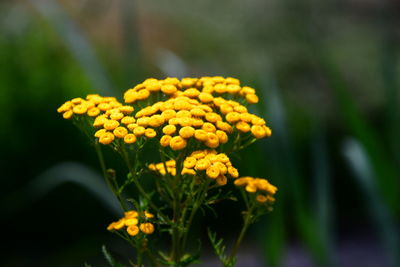 Close-up of yellow flowering plant