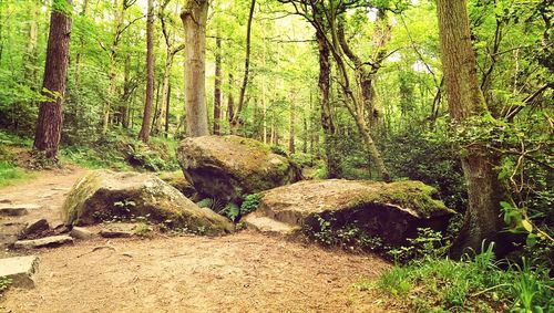 Trees in forest