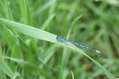 Close-up of insect on grass