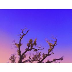 Low angle view of trees against clear blue sky