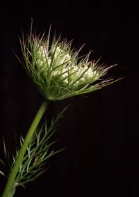 Close-up of cactus plant against black background