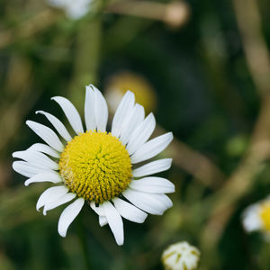 Close-up of white daisy flower