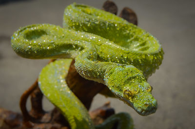 Close-up of wet green leaf