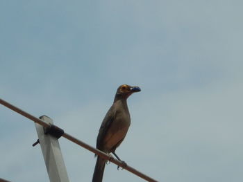 Low angle view of bird perching against clear sky