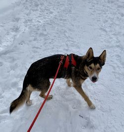 Dog on snow covered landscape during winter