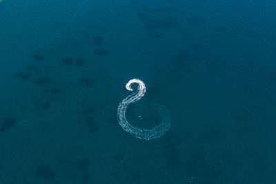 High angle view of jellyfish swimming in sea