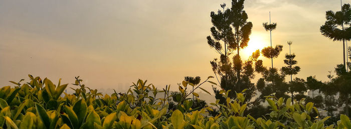 Close-up of yellow flowers growing in field against sky