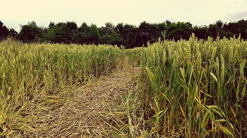 Scenic view of wheat field against sky