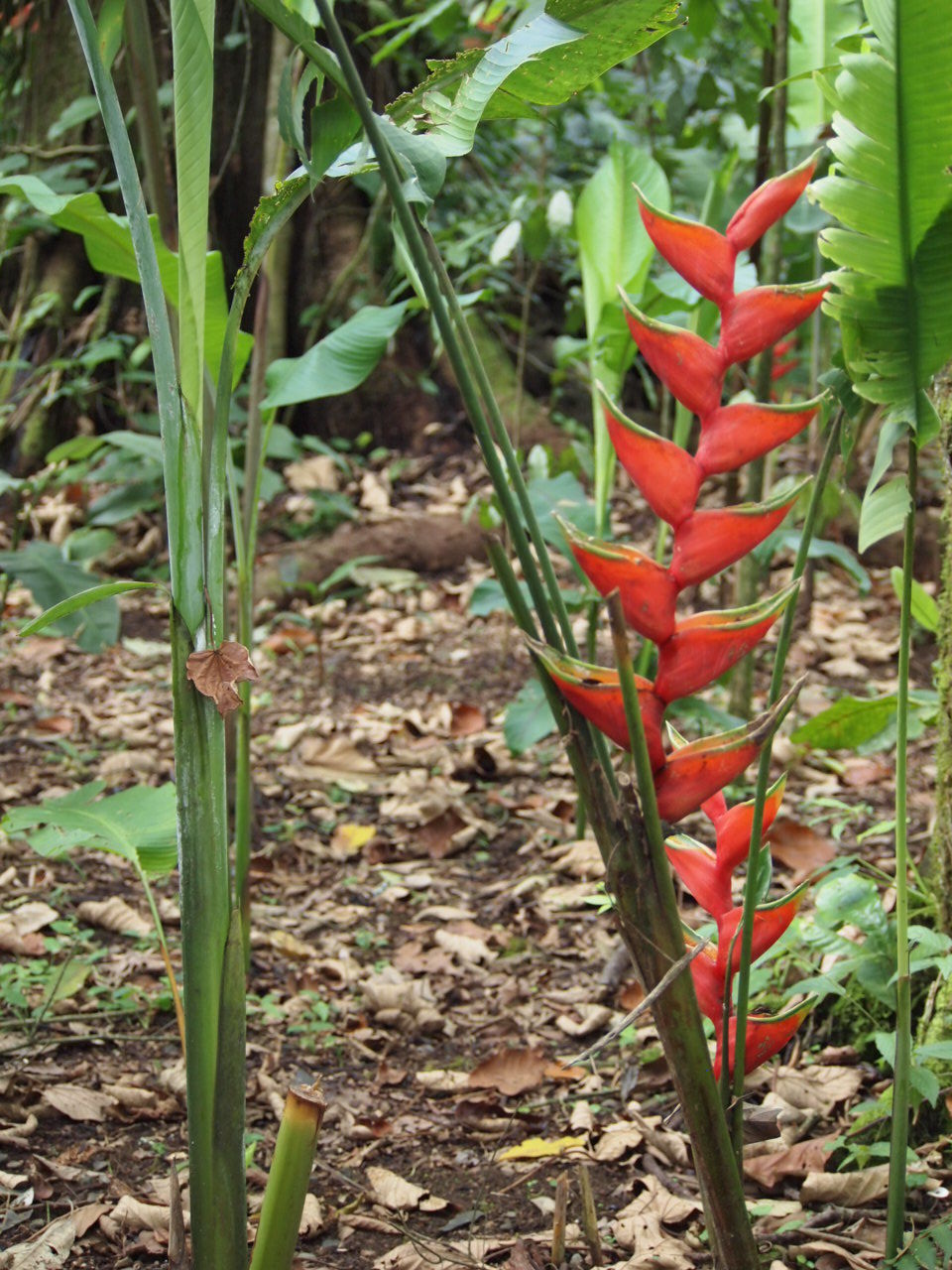 CLOSE-UP OF PLANT GROWING IN FIELD