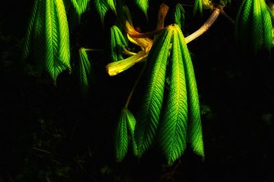 Close-up of fern leaves on field