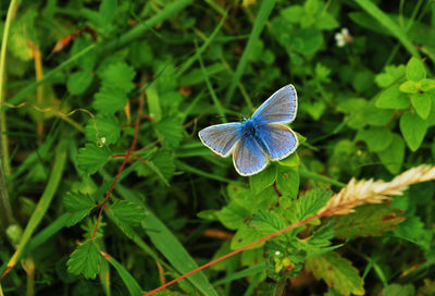 A shot of the chalk hill blue butterfly.