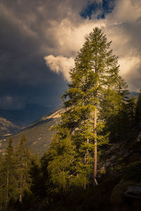 Pine tree in forest against sky