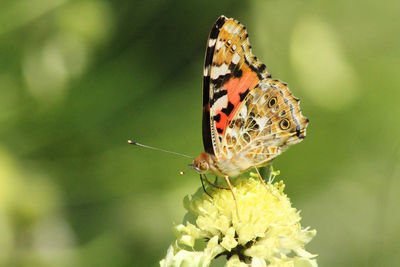 Close-up of butterfly pollinating on flower