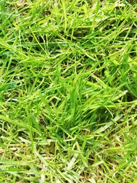 Full frame shot of green grass