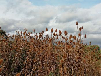 Plants growing on field against sky