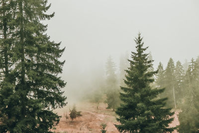 Pine trees in forest against sky during winter