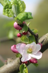 Close-up of pink flowers