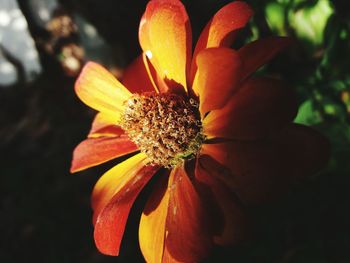 Close-up of yellow flower