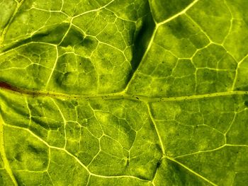 Full frame shot of green leaf