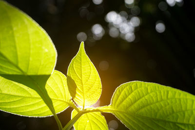 Close-up of fresh green leaves in sun rise