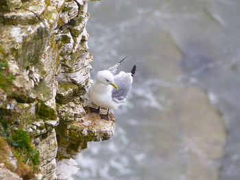 Close-up of bird perching on rock