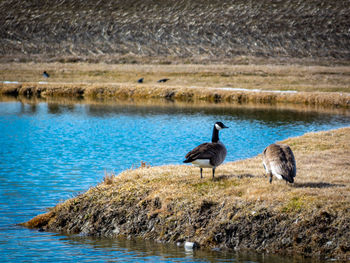 Two geese by a lake