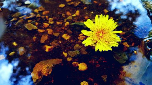 Close-up of yellow flowers blooming outdoors