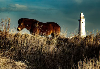 Horse standing on field against sky