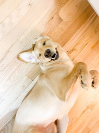 High angle view of dog on hardwood floor