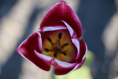 Close-up of pink rose flower