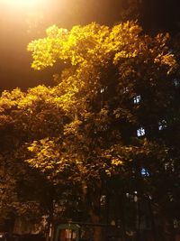 Low angle view of illuminated trees against sky at night