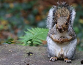 Close-up portrait of squirrel