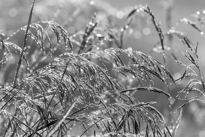 Close-up of wet plants during rainy season