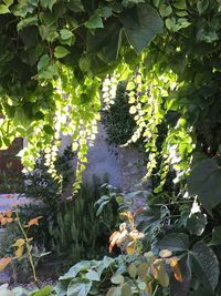 Plants and trees in park