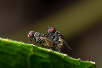 Close-up of houseflies mating on leaf